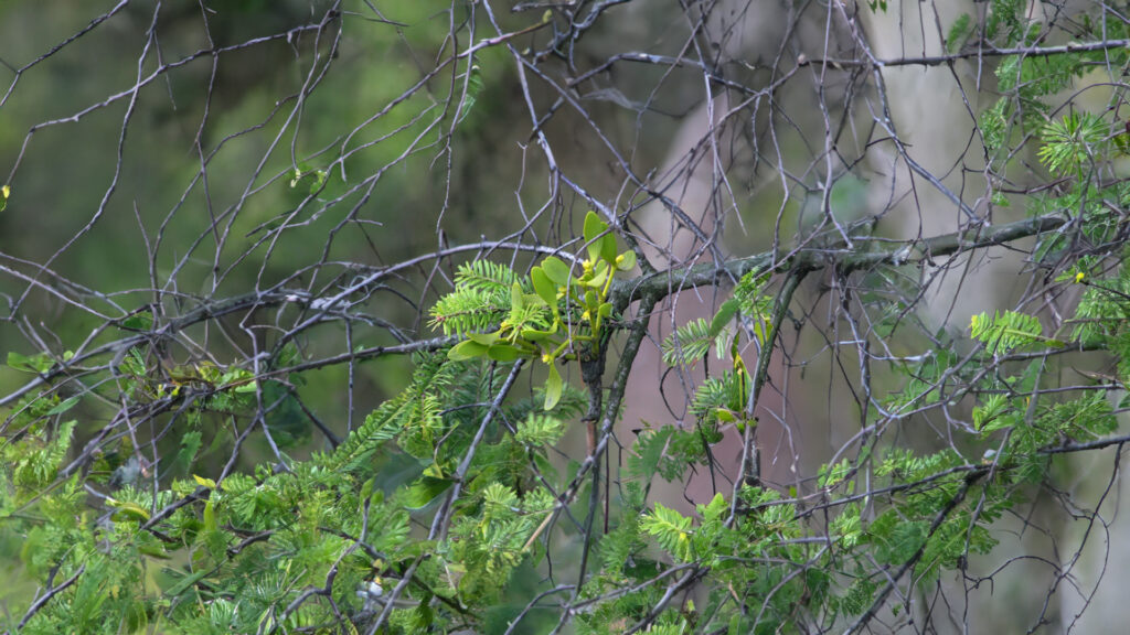 Advanced aerial imaging for detecting forest tree diseases