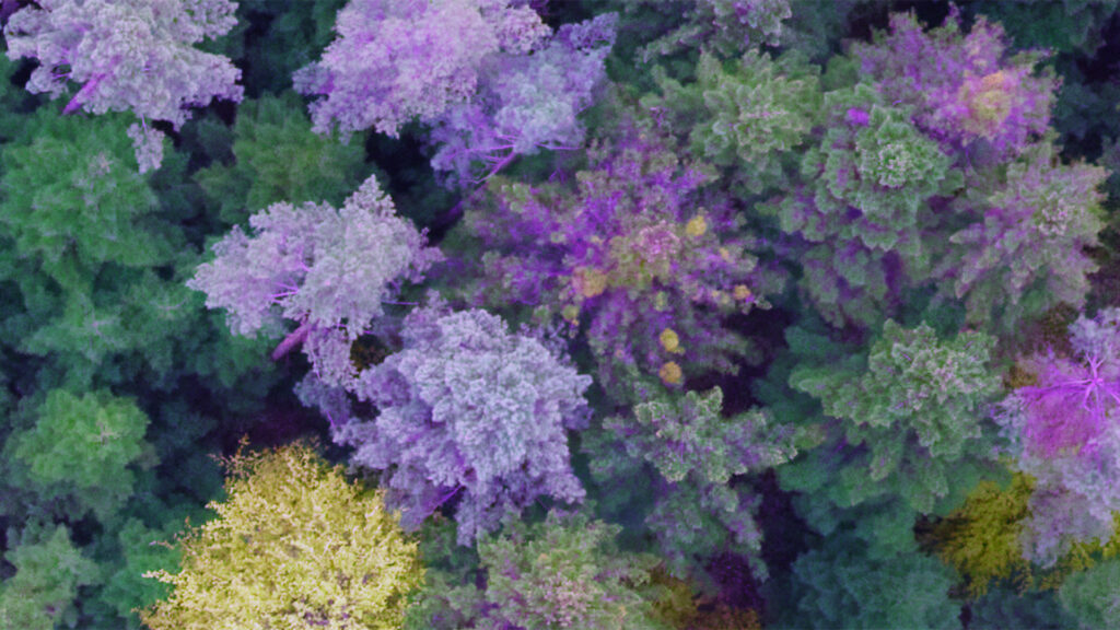 Advanced aerial imaging for detecting forest tree diseases