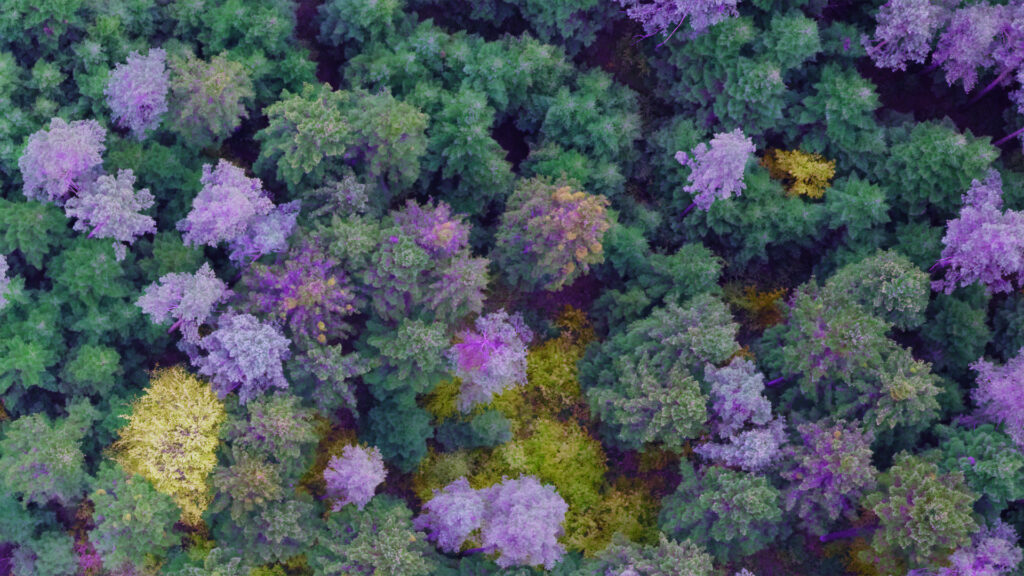 High-resolution aerial imaging for forest tree disease detection & transforming high-quality imagery into geospatial AI insights