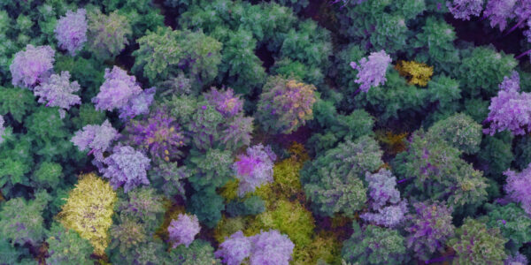 High-resolution aerial imaging for forest tree disease detection & transforming high-quality imagery into geospatial AI insights